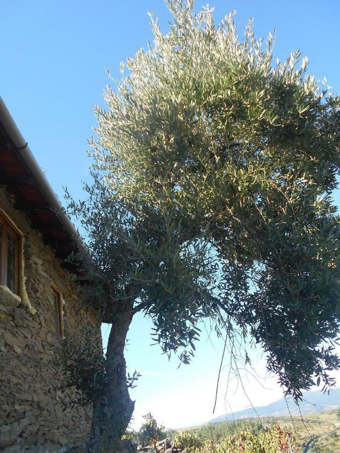 Casa Da Vinha Em Tabuaco - Douro Villa Kültér fotó