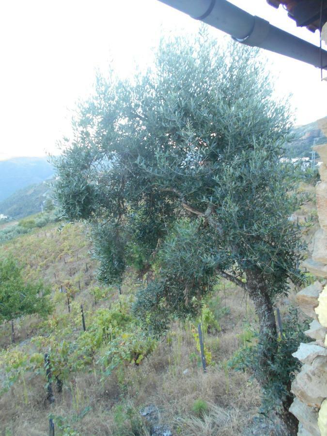 Casa Da Vinha Em Tabuaco - Douro Villa Kültér fotó